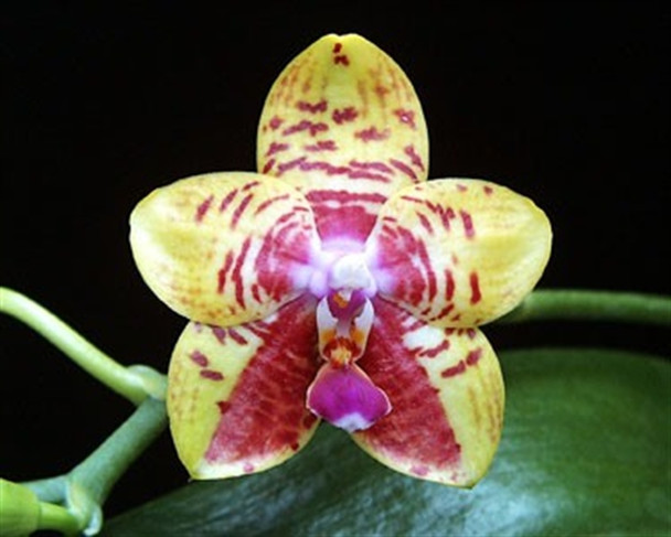 Phal. Orchid World 'Bonnie Vasquez' AM/AOS GM/12WOC (Malibu Imp x