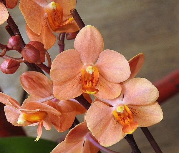 Vandanopsis Irene Dobkin 'Elmhurst' HCC/AOS (Phal. Doris x V