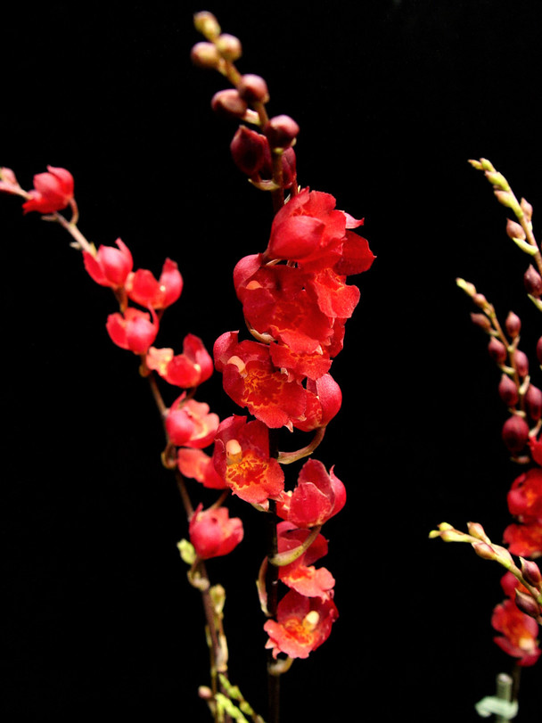 Ayollar polni it uslubida yuvishadi