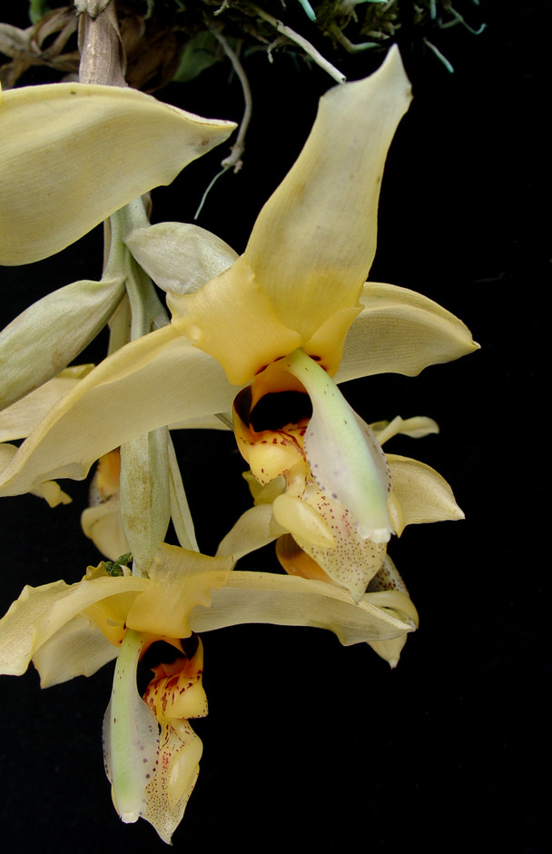 a374ec38-808d-46b5-8e50-c7368ea58d18