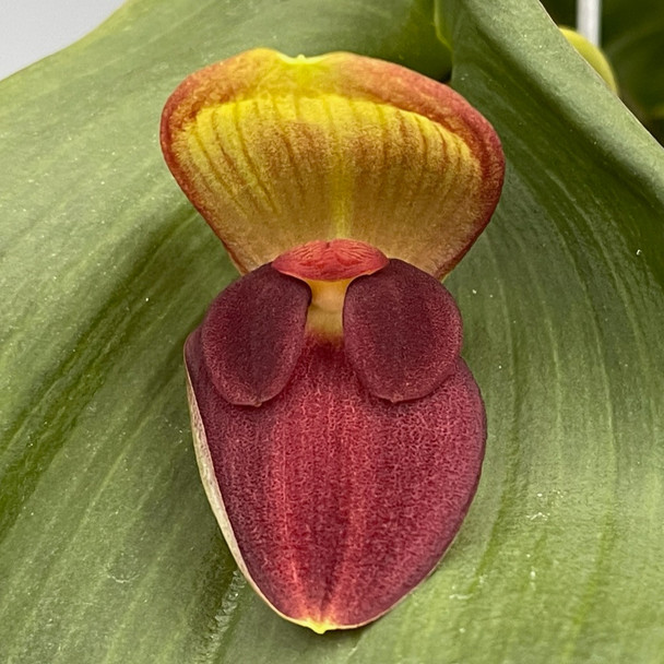 227f2d69-14ab-4684-996d-668c667d6b7e