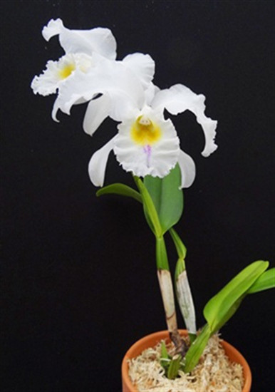 Cattleya gaskelliana semi-alba ('Mosca' x self) - OrchidWeb