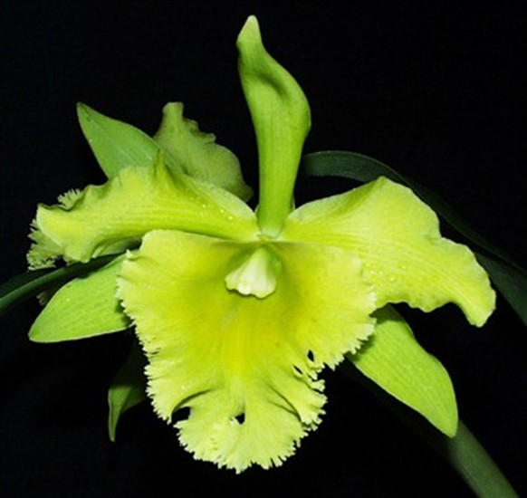 メリトクラシー Blc. Ports of Paradise 'Emerald Isle' FCC/AOS (Blc. Fortune x B