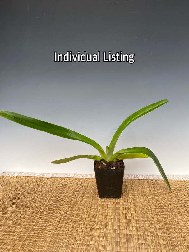 P. Veitchii Pedro oc No.8  ペドロ　オリジナル P. Veitchii Pedro oc No.8 ペドロ オリジナル 【公式通販】