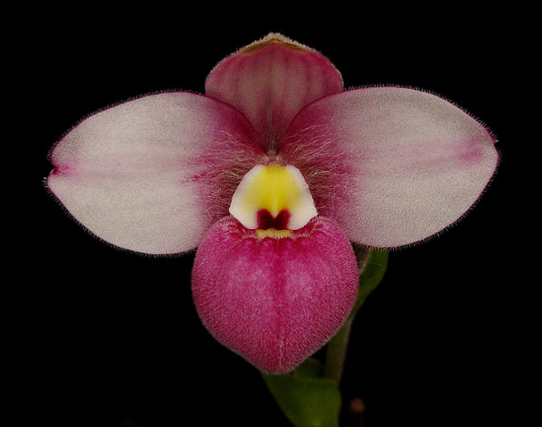 PHARFAITE ピンク CNX GOLF : Club Fitting Service and Custom Shop Online | FERUGA