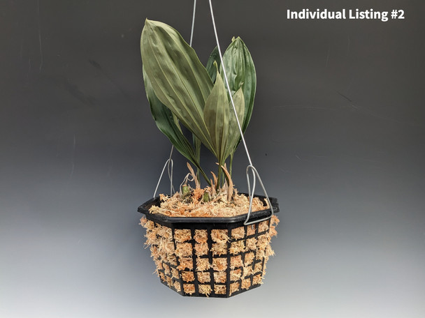 北軽ガーデン】＊洋蘭＊ Stanhopea nigripes 熱帯植物 珍奇植物 原種