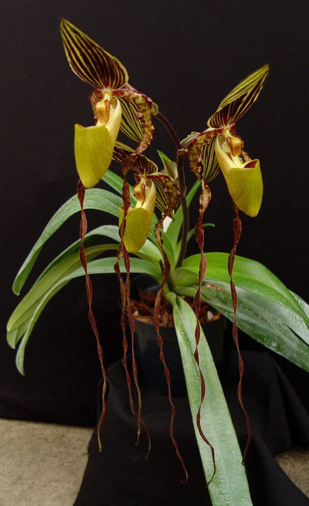 b4a363a2-5555-4a2c-b6de-fa9de431b732