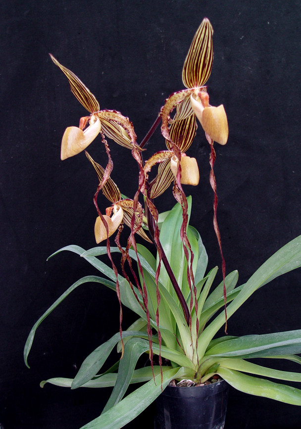 HIF洋蘭 965 Paph.sanderianum x sib ('#6' x '#5')