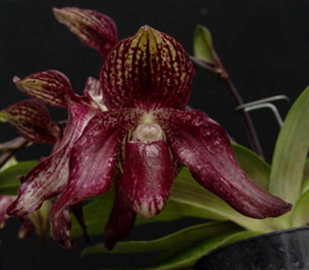 未開封PachypodiumGracilius Var.AUTUMNLEAVES 未開封