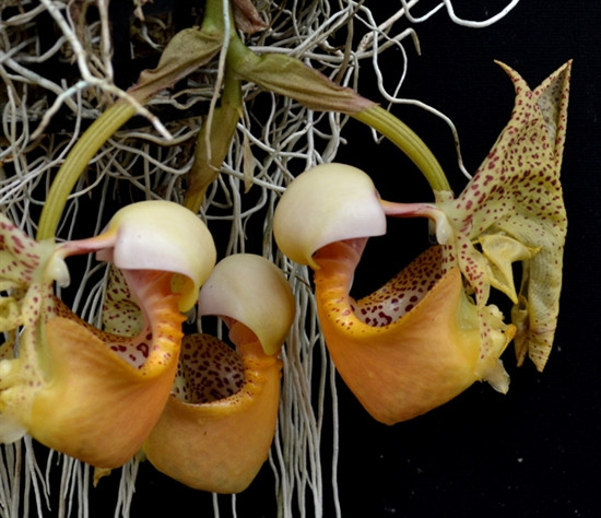 a99fa535-d90d-4f92-acd6-65ef07e409a9