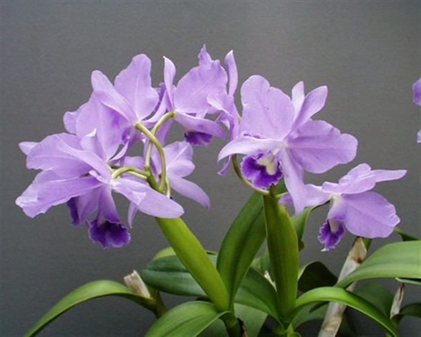 Cattleya Portia coerulea 'Sir Jeremiah Coleman' - OrchidWeb