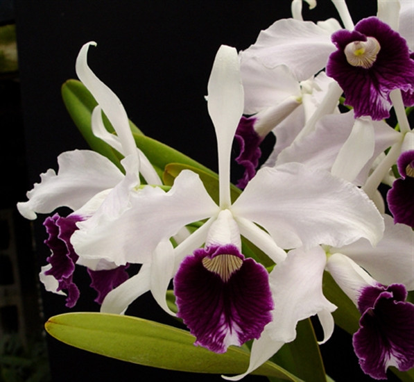 Laelia purpurata var. schusteriana (4N) - OrchidWeb