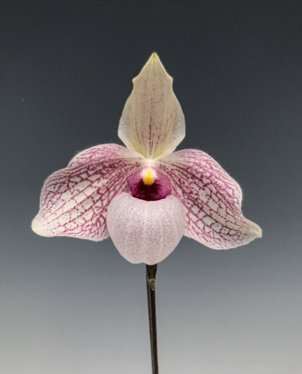 Paph. Lynleigh Koopowitz (malipoense x delenatii var. dunkel