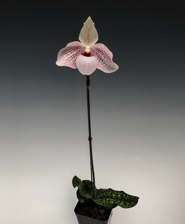 ［洋蘭交配種］Paph. Lynleigh Koopowitz 楽天市場】Paph. Lynleigh Koopowitzパフィオペディルム属