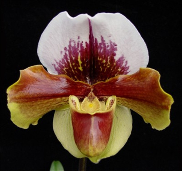 94aa790b-dac1-42a6-9519-3b7c81080298