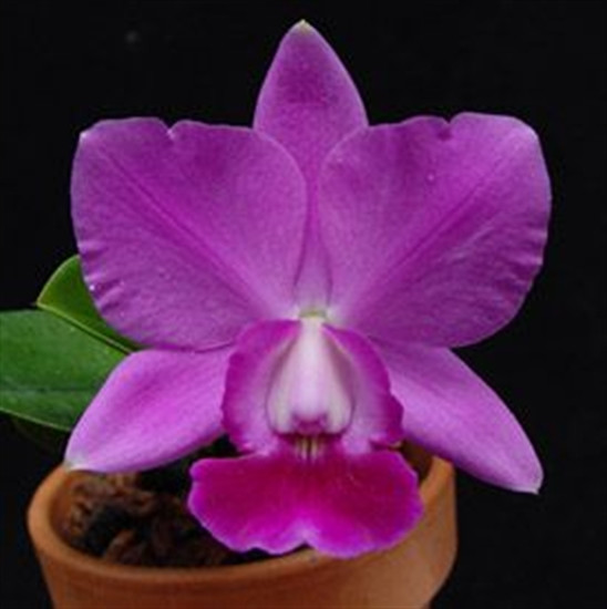 Lc. Aloha Case coerulea (Lc. Mini Purple x C. walkeriana coerulea