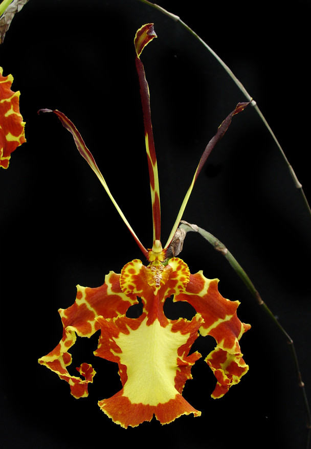 orchids73様 Phalaenopsis Sogo Vivien 'Taida Little Pretty' – Orchid Classics