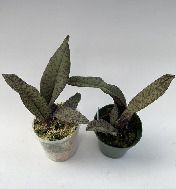 Psychopsis Mendenhall 'Hildos' FCC/AOS (Butterfly x papilio