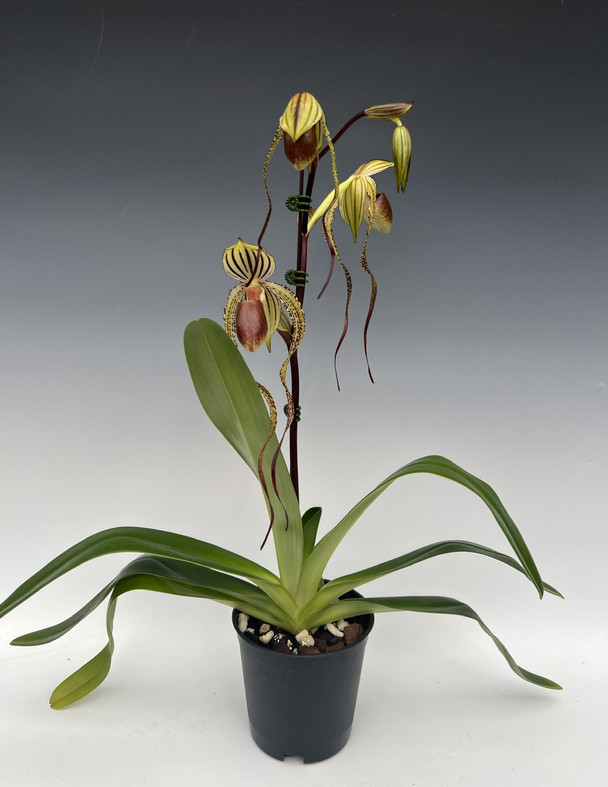 期間限定出品‼️［洋蘭原種］Paph. sanderianum x sib Paph. Booth's Sand Lady (Lady Isabel 'Jumbo' x sanderianum 'Lady