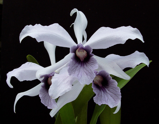 BRAZILIAN ORCHIDS 蘭の王国 Laelia purpurata Laelia purpurata v. schusteriana — Palmer Orchids