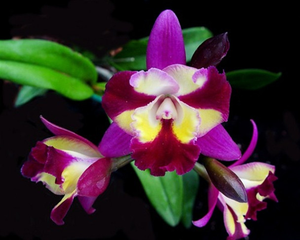 Hawkinsara Sogo Doll 'Little Angel' AM.OSROC (Lctna Peggy