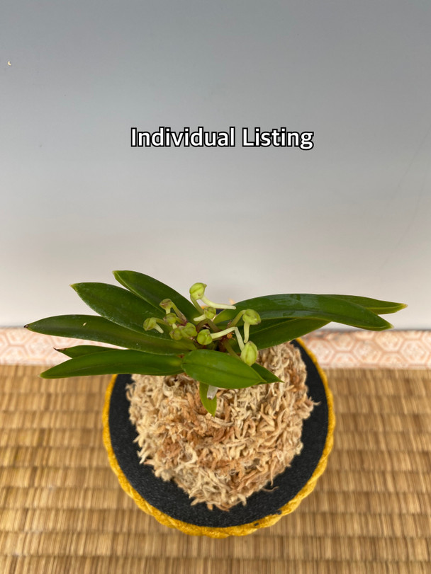 Neofinetia falcata 'Yodonomatsu' 淀の松 - OrchidWeb