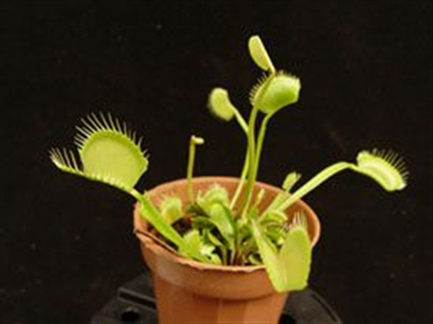 Dionea muscipula - Venus Fly Trap - OrchidWeb
