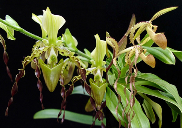 期間限定出品‼️［洋蘭原種］Paph. sanderianum x sib Paphiopedilum sanderianum 'Chou-Hua Red' (Petal 2.65 x 76 cm