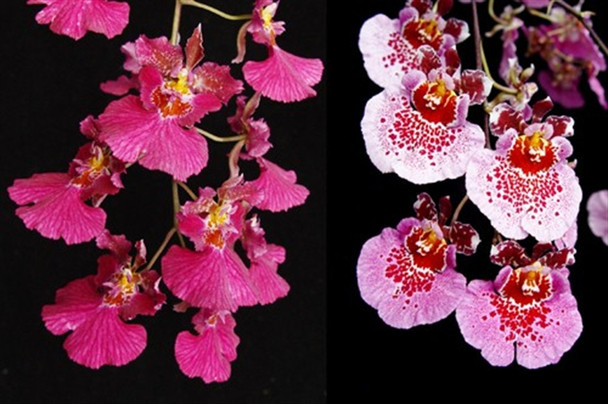 6ff68ba3-3a47-40e8-8658-c8878aea5184