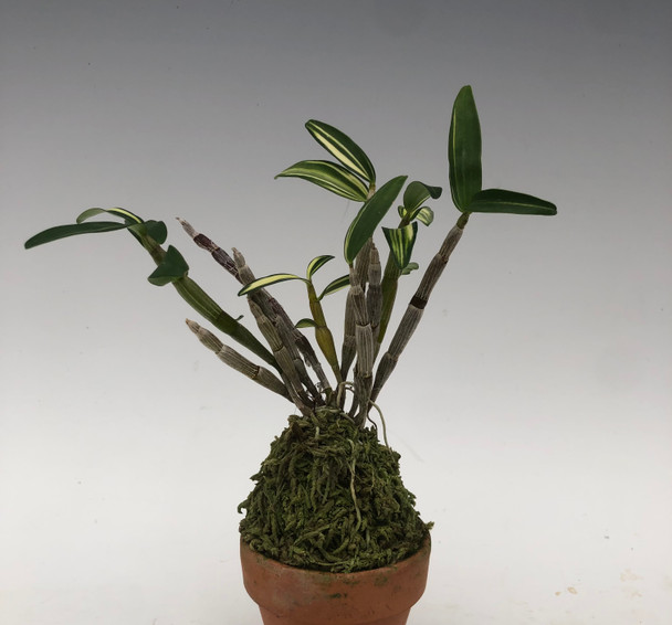 60fab39b-ce21-4da1-8d07-d18698718d45