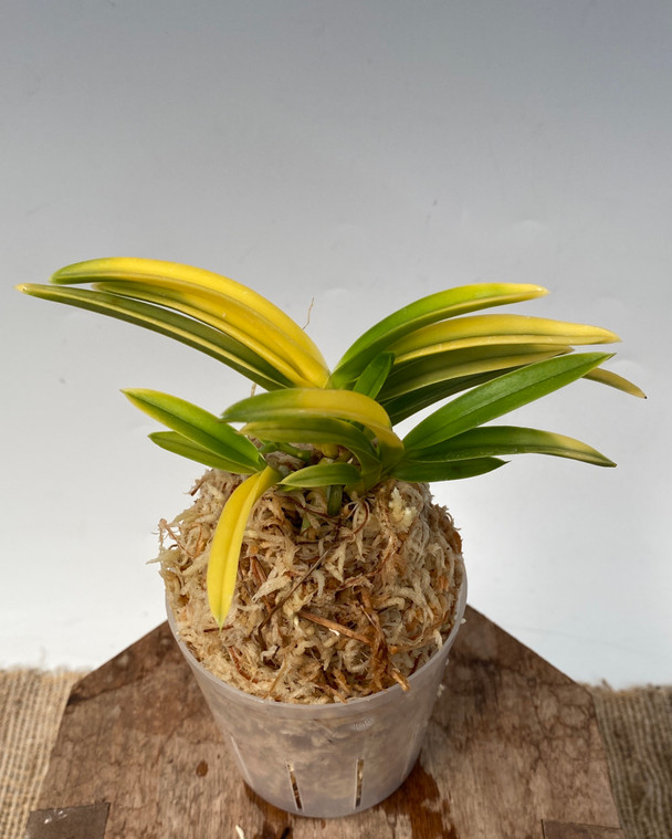 Neofinetia falcata 'Kogane Nishiki' 黄金錦 - OrchidWeb
