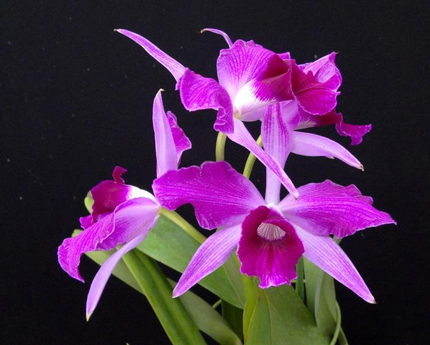 BRAZILIAN ORCHIDS 蘭の王国 Laelia purpurata Orchid Laelia purpurata Arabotanica x Samba (S) – OrchidGarden