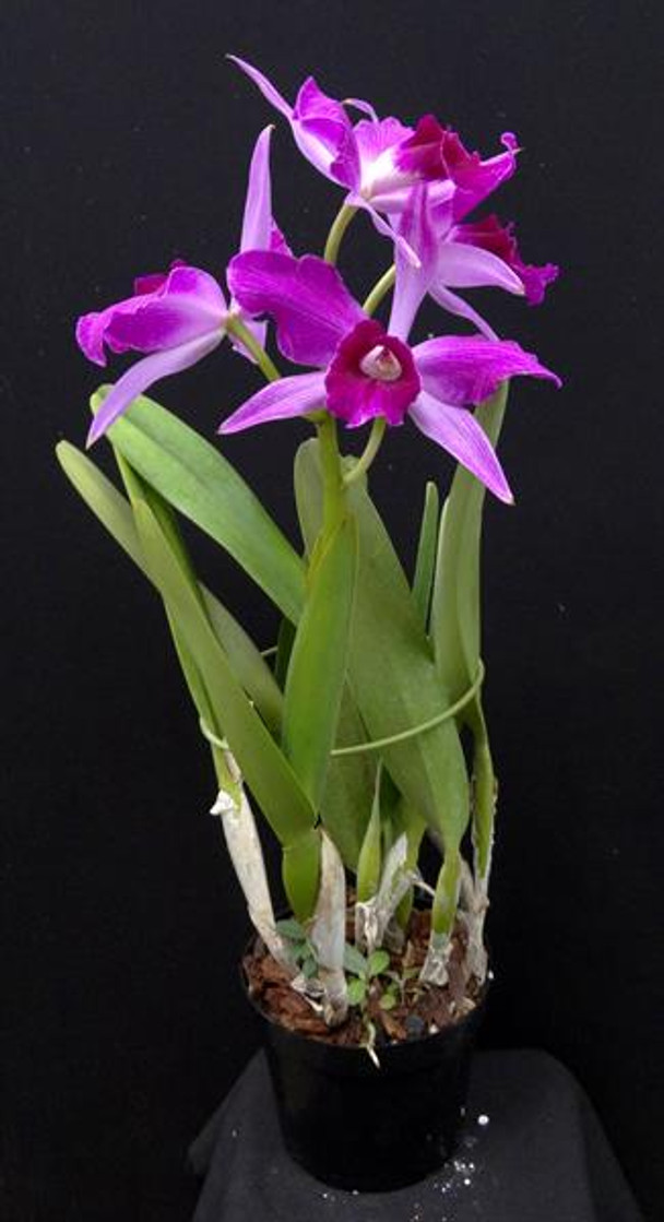 BRAZILIAN ORCHIDS 蘭の王国 Laelia purpurata Cattleya (Laelia) purpurata