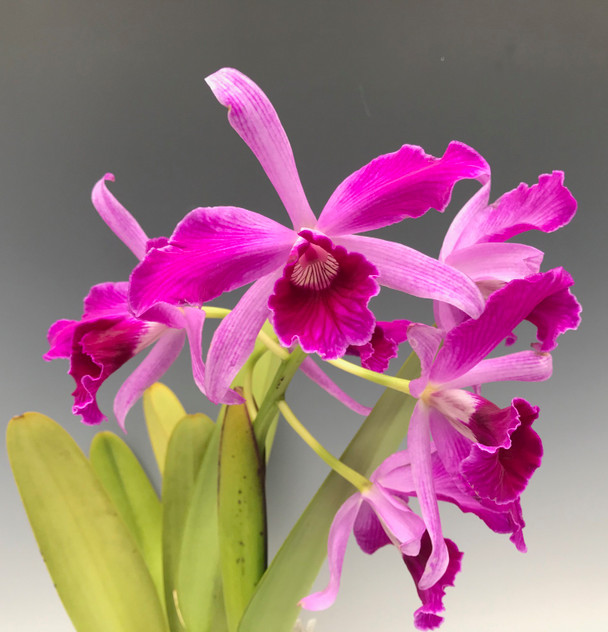 BRAZILIAN ORCHIDS 蘭の王国 Laelia purpurata Orchid Laelia purpurata Arabotanica x Samba (S) – OrchidGarden