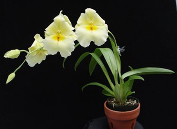 Miltoniopsis (Maui Sunset 'Lemon Ice' x Tropical Punch 'Moon Glow