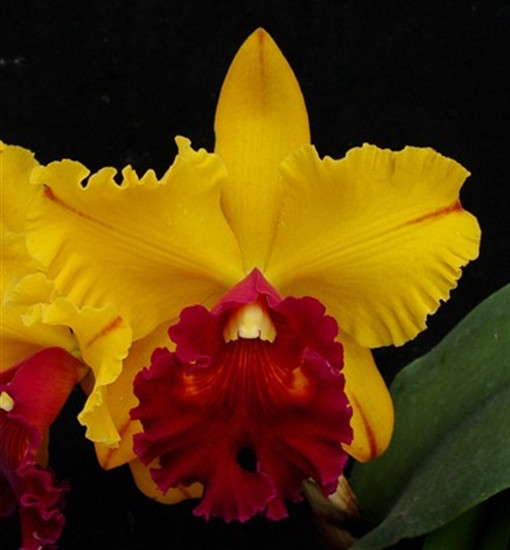 Blc. Tainan Gold 'Canary' (Toshie Aoki x Waianae Princess) - OrchidWeb