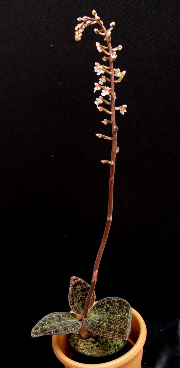 Dossinia marmorata Sarawak ドッシニア マルモラータ ジュエル