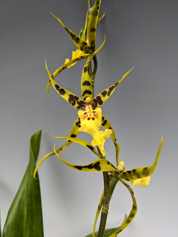 Masofadan boshqarish porno video Mashhurlarning eng yangi porno soxtalari