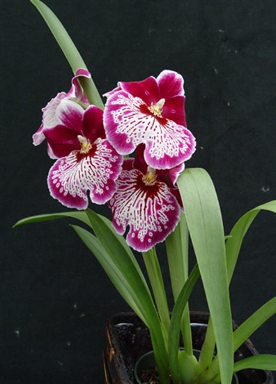 Miltoniopsis Hajime Ono 'Maui Splash' AM/AOS - OrchidWeb