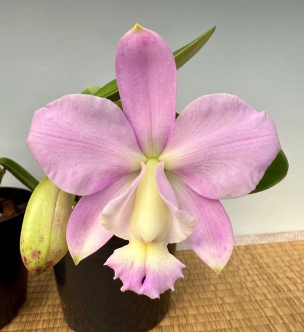 Bc. Yu Toung Star 'No. 1' (Bc. Tetradip ' Junko' PC/JOS x Bl