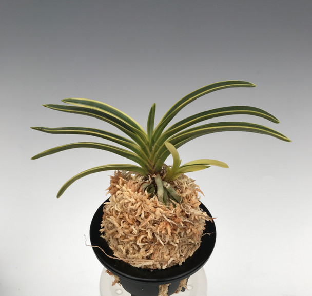 64ac7fc2-c1eb-4f96-a291-7240001f3a89