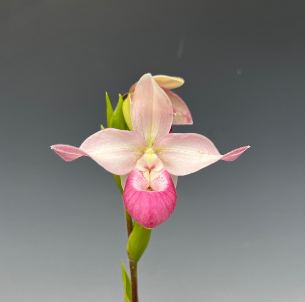 9d217a93-0a7c-4fbc-810d-b66a3969027e