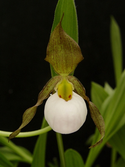 Cypripedium candidum