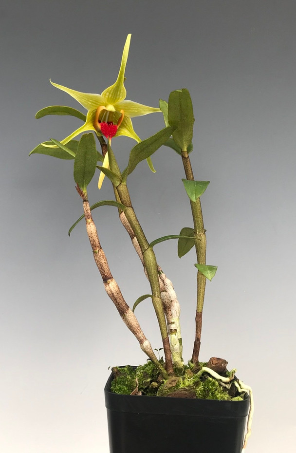 Dendrobium tobaense var. giganteum - OrchidWeb Dendrobium tobaense var. giganteum - OrchidWeb