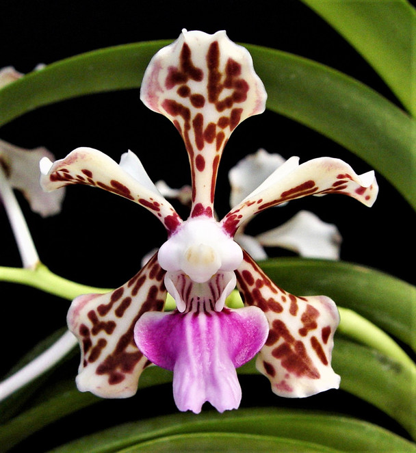 その他 S.M. Novella Vanda Suavis 50mLx2 その他 S.M. Novella Vanda Suavis 50mLx2 Vanda tricolor var