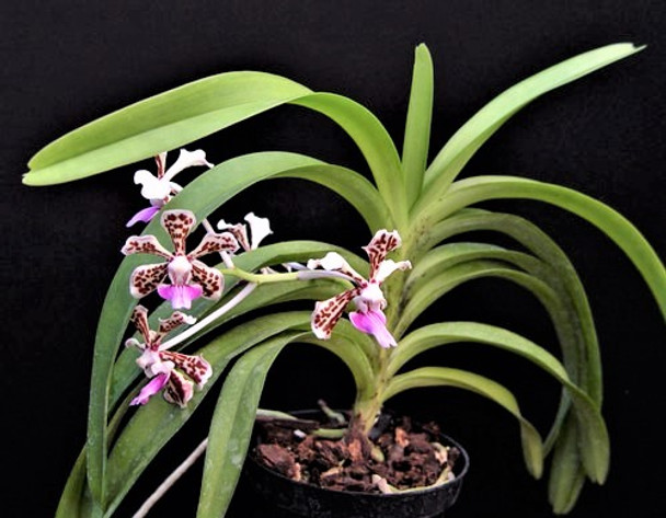 その他 S.M. Novella Vanda Suavis 50mLx2 その他 S.M. Novella Vanda Suavis 50mLx2 Vanda tricolor var