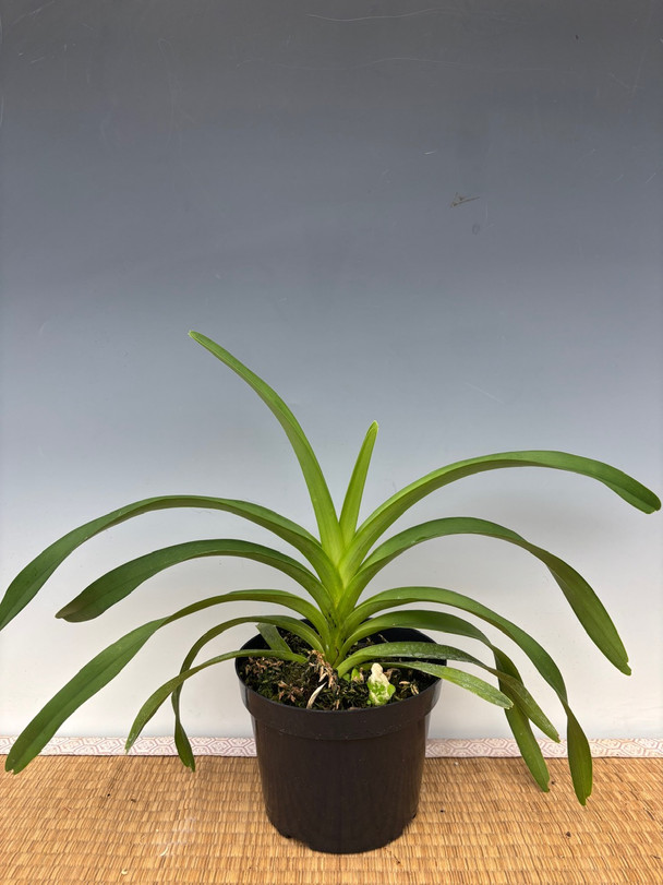 Vanda tricolor var. suavis ('Supersized' x select clone) - OrchidWeb