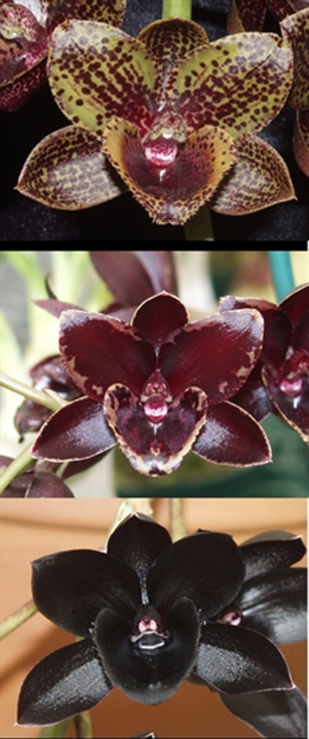 orchids73様 Phal. 'Dark Cherry' (Taida Little Pretty x Zuma's Pixie