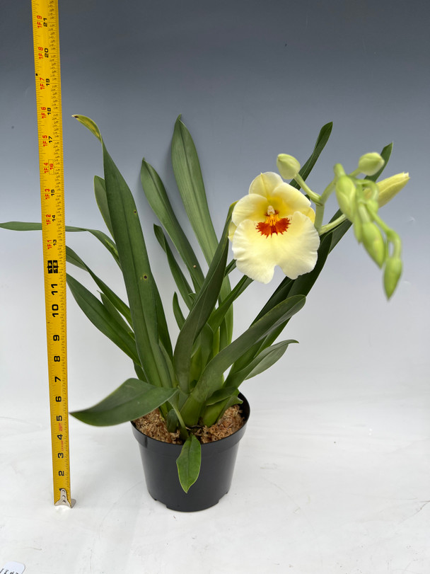 Miltoniopsis Arthur Cobbledick 'Springtime' HCC/AOS (vexillaria x