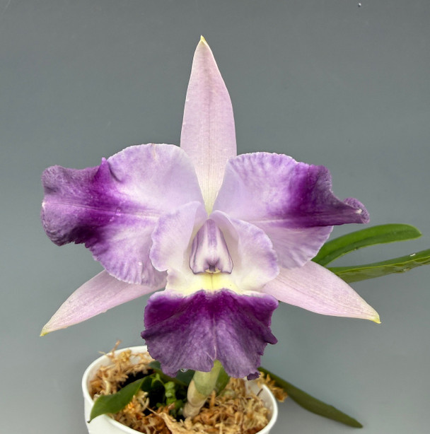 Sc. June Bug 'Venice Sunshine' AM/AOS x B. nodosa 2N - OrchidWeb